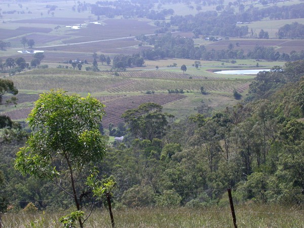 Vineyards
